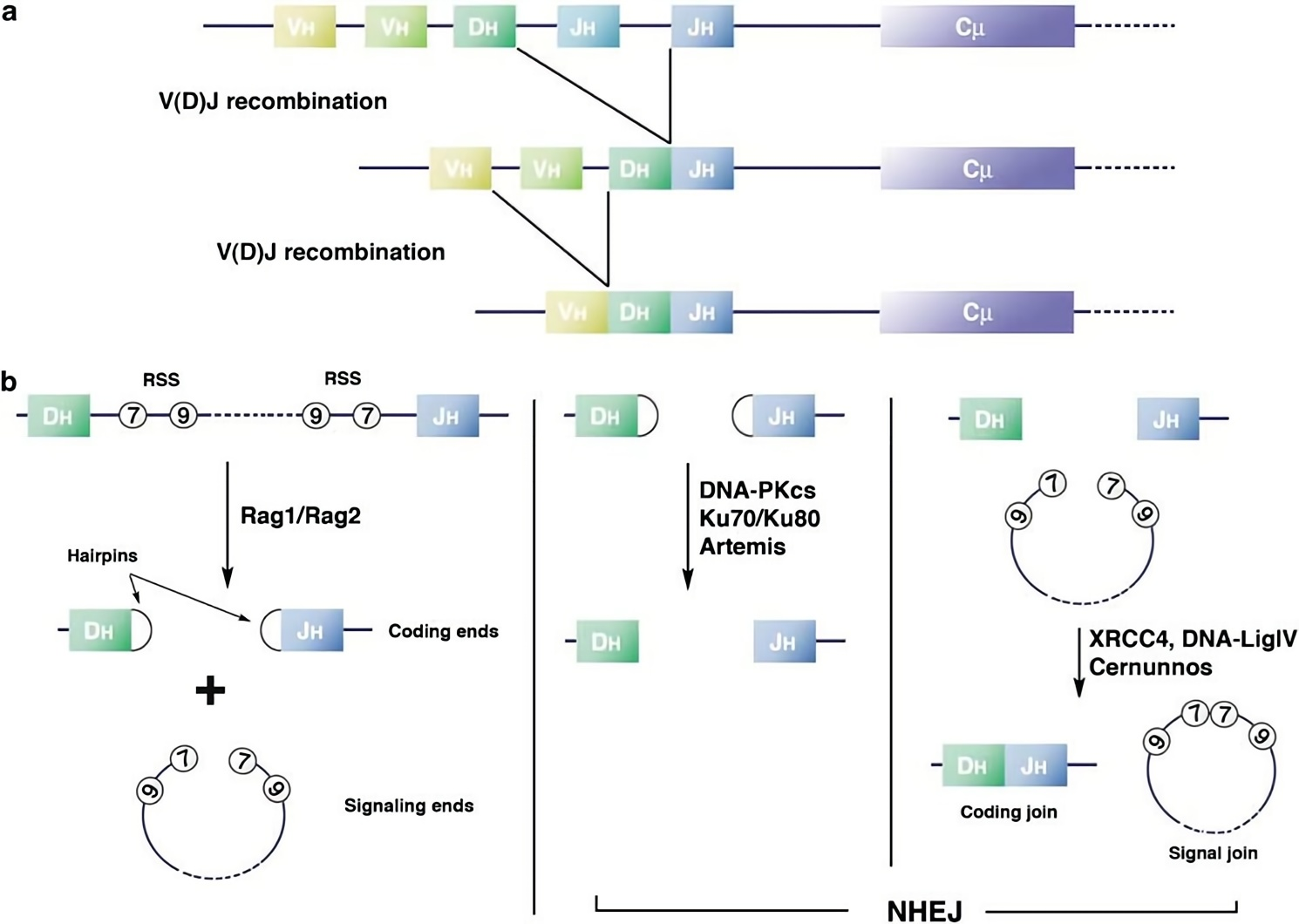 一文讲清！免疫缺陷小鼠选择黄金指南