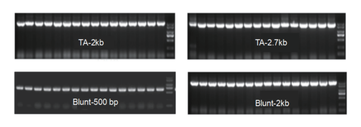 拓扑克隆试剂盒 Ultra-Universal TOPO C