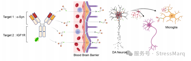 SAR446159 的作用机制示意图.png