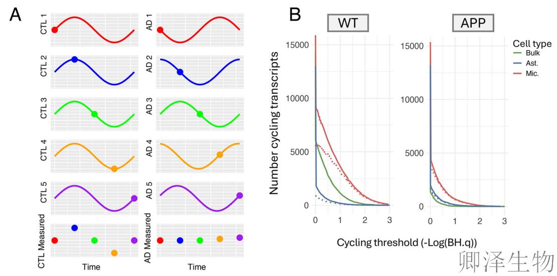【脑细胞生物钟图谱】 | 生物钟紊乱：阿尔茨海默病背后的“蛋白质工厂”停工危机