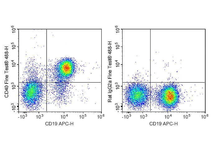 FineTest®488 Anti-Mouse CD40 A