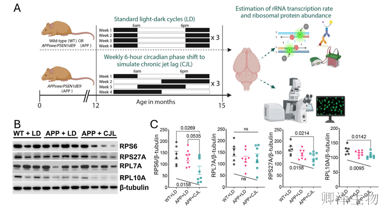 【脑细胞生物钟图谱】 | 生物钟紊乱：阿尔茨海默病背后的“蛋白质工厂”停工危机
