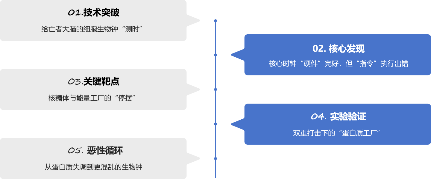【脑细胞生物钟图谱】 | 生物钟紊乱：阿尔茨海默病背后的“蛋白质工厂”停工危机