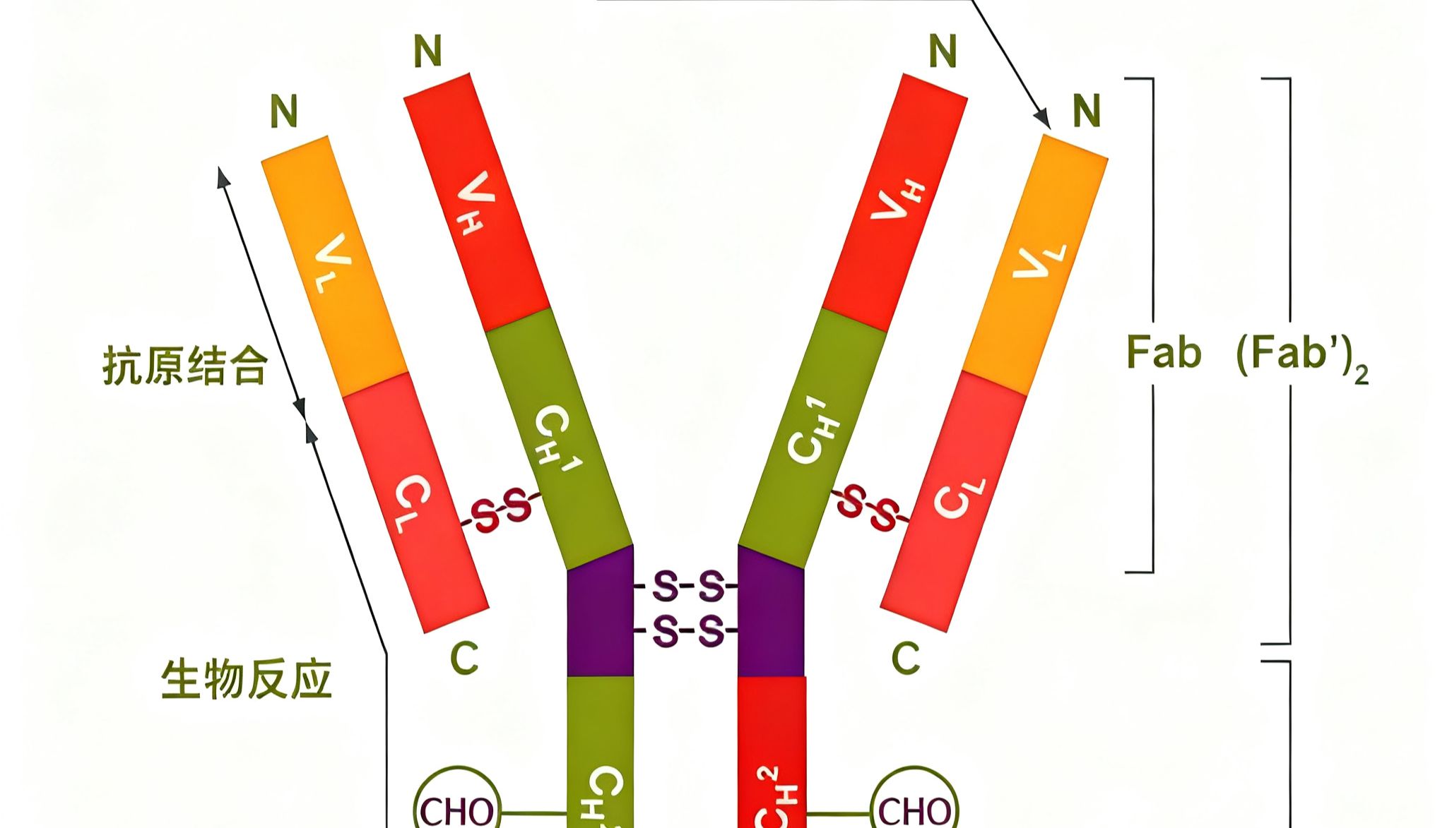 流式抗体封闭：如何有效避免实验中的假阳性结果？