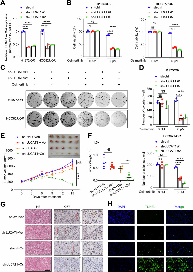 QPCR检测 QPCR检测