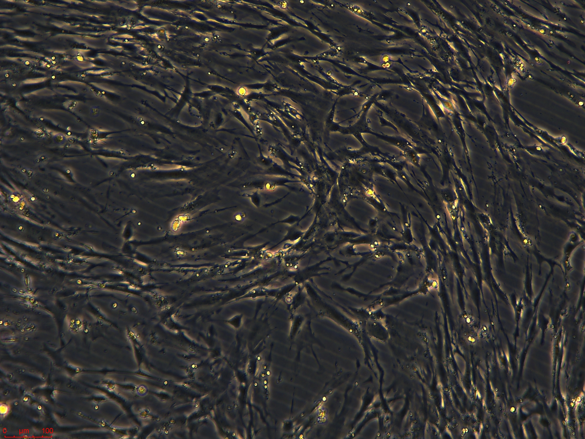 Project1002_IHESC 10X_ch00.jpg