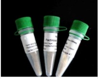 载脂蛋白C2抗体