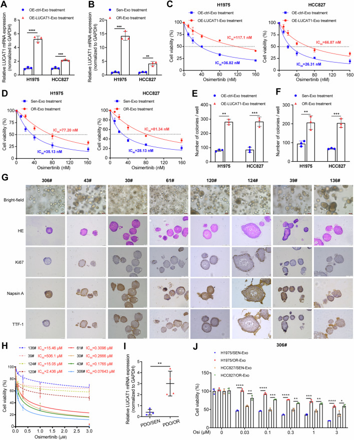 细胞共培养 细胞共培养