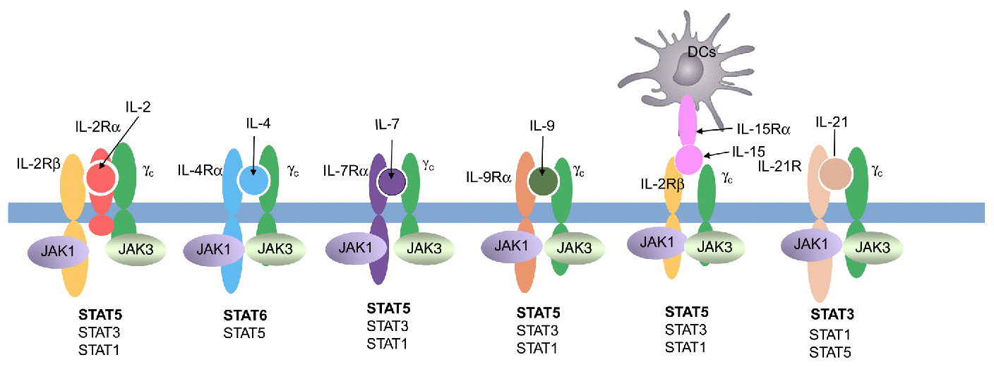 一文讲清！免疫缺陷小鼠选择黄金指南
