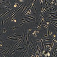 浙江美森-乳头状甲状腺癌细胞SNU790现货