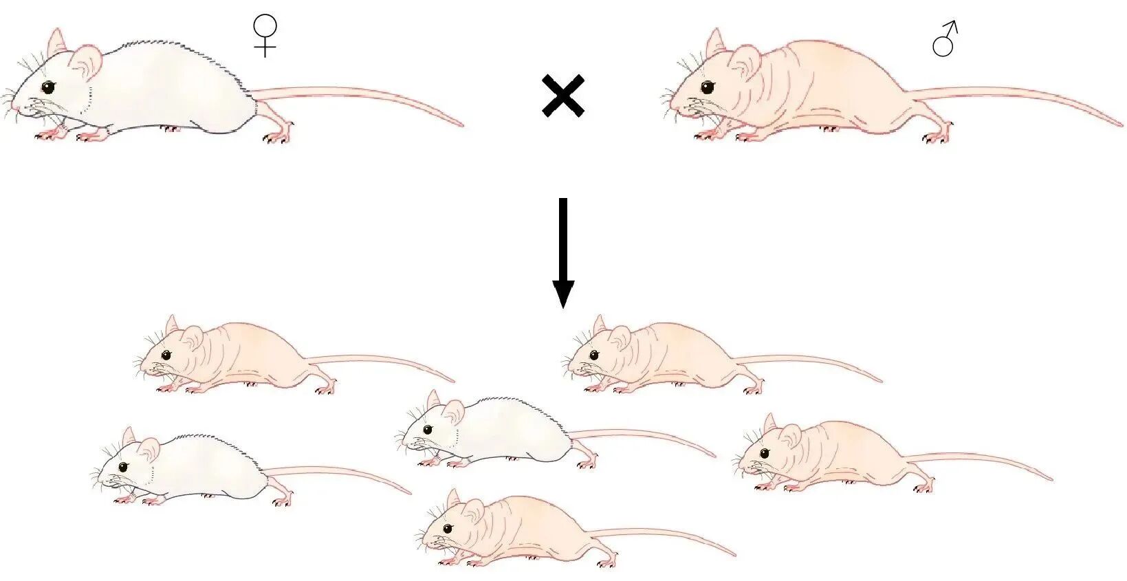 一文讲清！免疫缺陷小鼠选择黄金指南