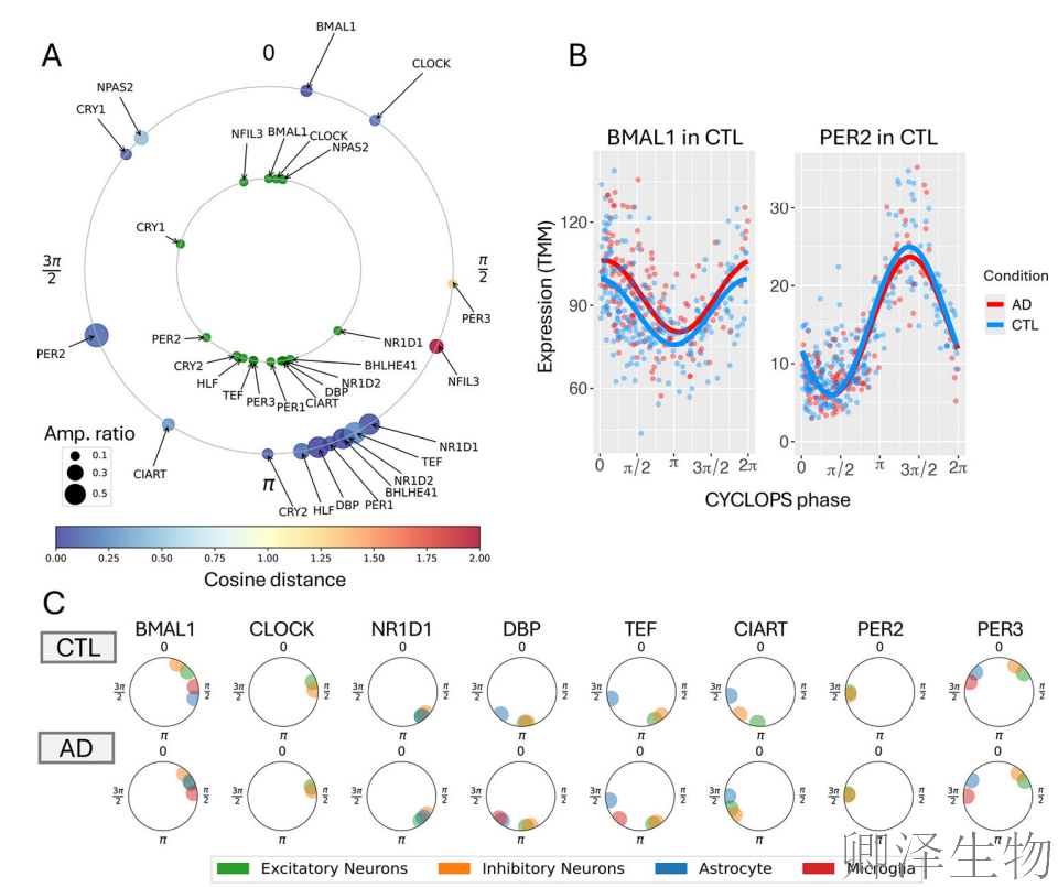【脑细胞生物钟图谱】 | 生物钟紊乱：阿尔茨海默病背后的“蛋白质工厂”停工危机