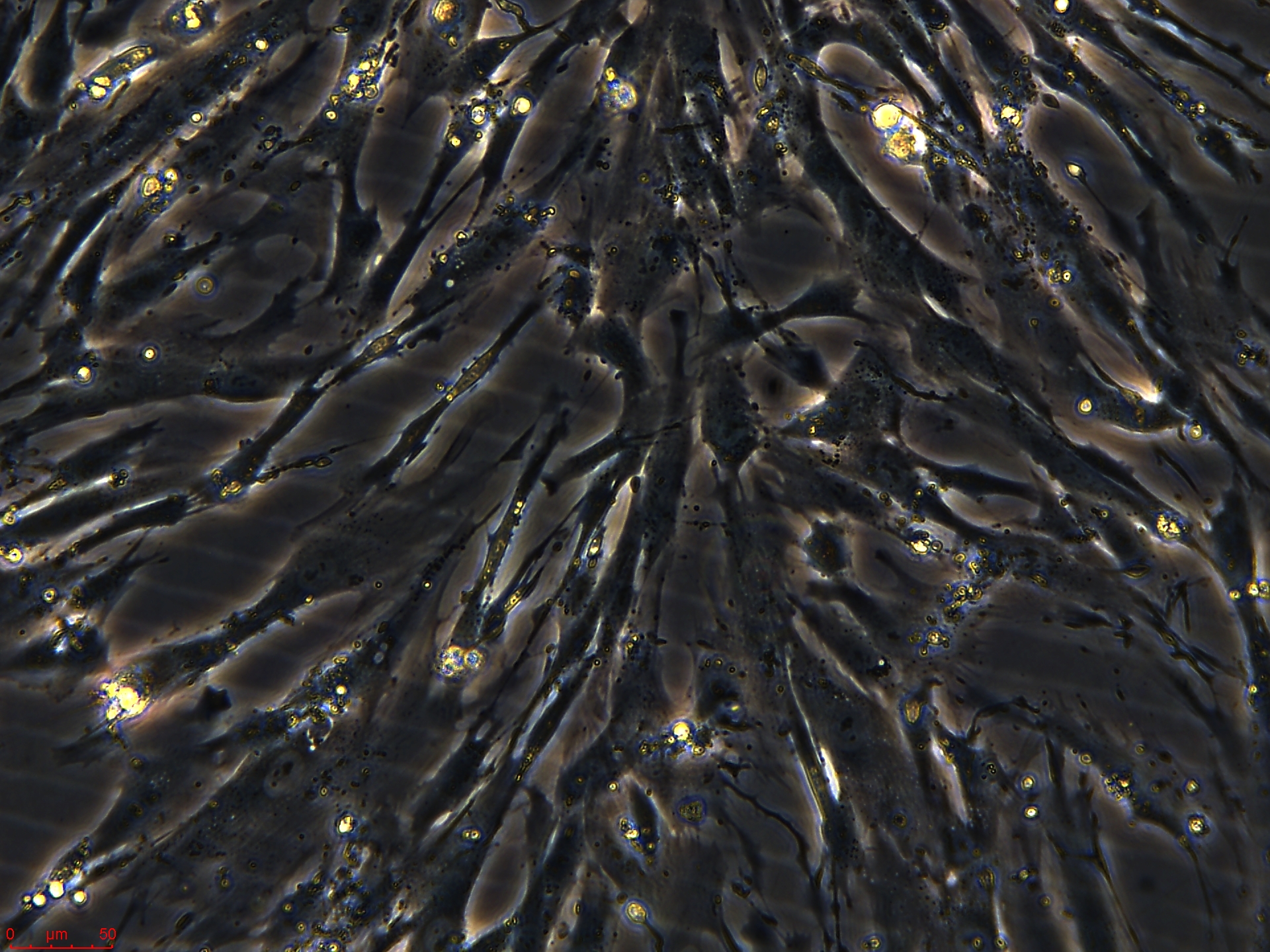 Project1002_IHESC 20X_ch00.jpg