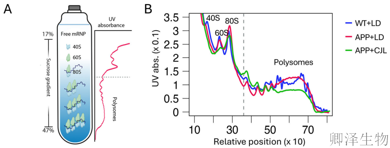 【脑细胞生物钟图谱】 | 生物钟紊乱：阿尔茨海默病背后的“蛋白质工厂”停工危机