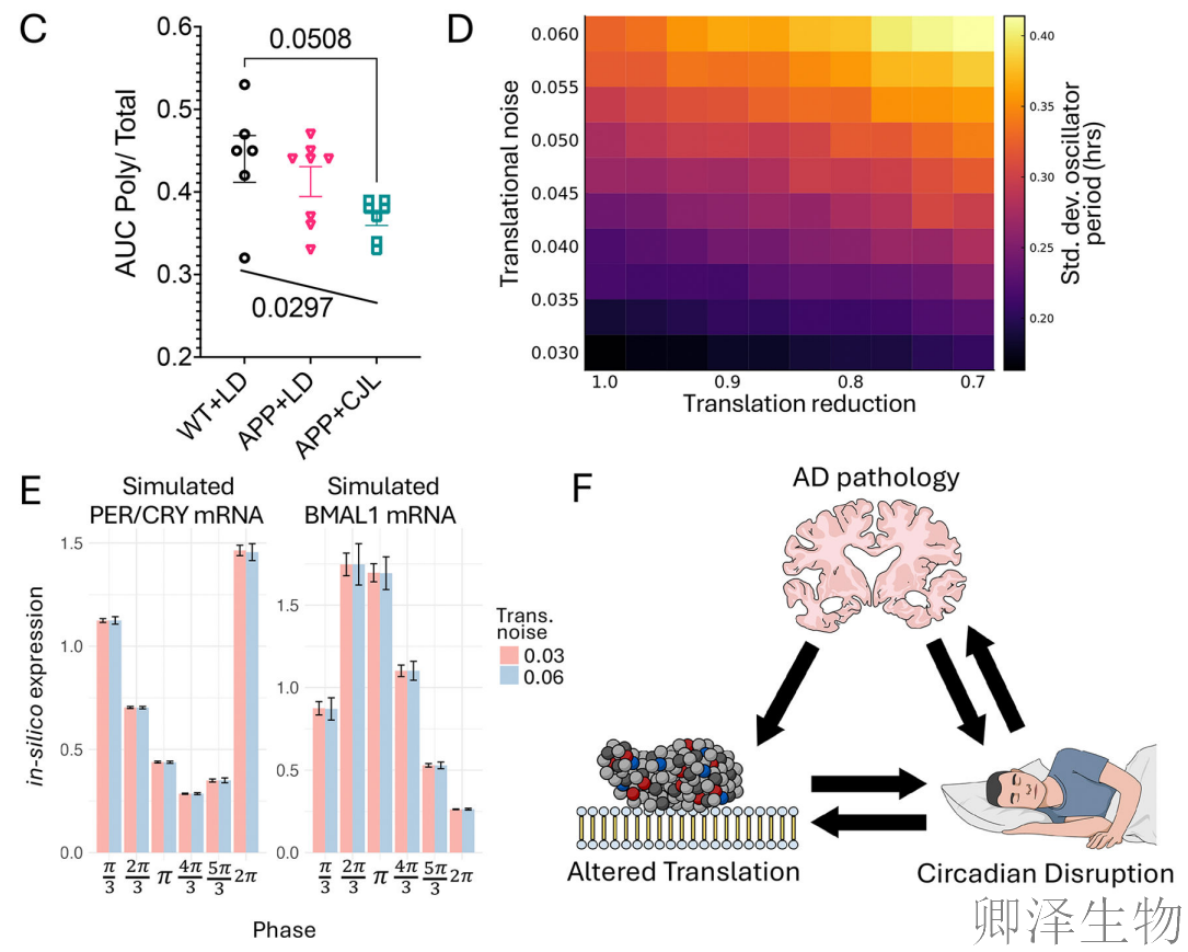 【脑细胞生物钟图谱】 | 生物钟紊乱：阿尔茨海默病背后的“蛋白质工厂”停工危机