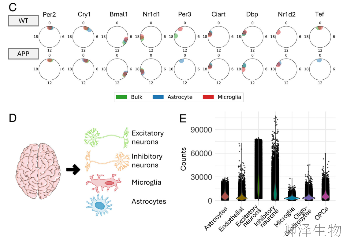 【脑细胞生物钟图谱】 | 生物钟紊乱：阿尔茨海默病背后的“蛋白质工厂”停工危机