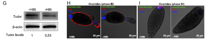 AtaGenix定制抗Tud蛋白多克隆抗体助力解密昆虫-微生物共生机制