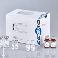 重组微生物谷氨酰胺转胺酶（冻干）