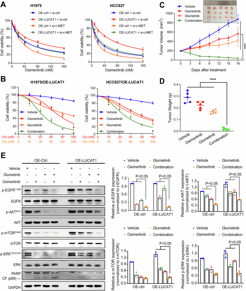 细胞转染 细胞转染
