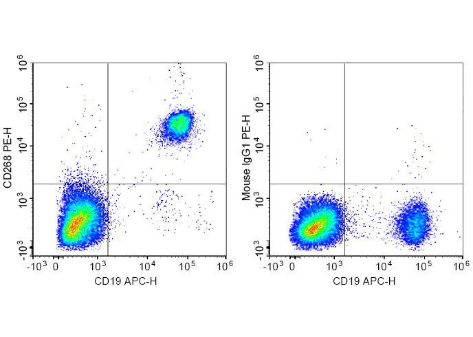 PE Anti-Human CD268 Antibody(1