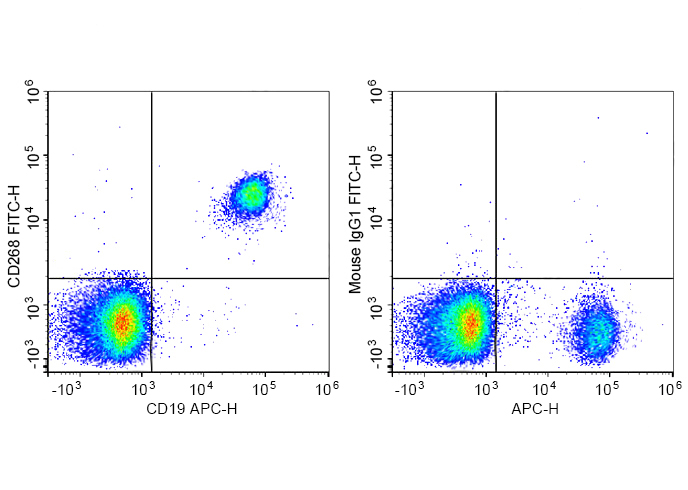 FITC Anti-Human CD268 Antibody