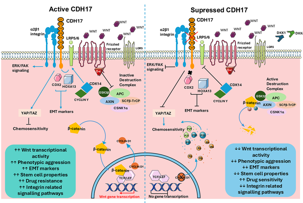 15.3亿美元! 中国ADC出海‘王炸’登场，CDH17凭什么值这个价？