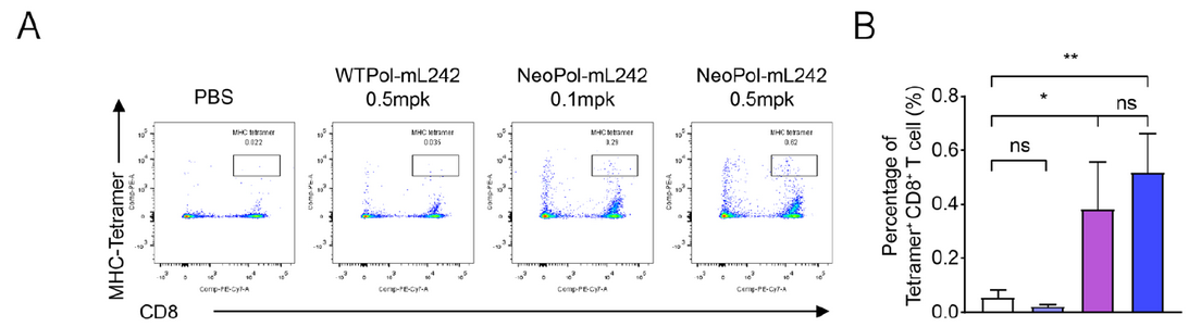 AtaGenix定制抗体Anti-mouse MHC-Tetramer-PE助力脾脏靶向mRNA新抗原疫苗研究