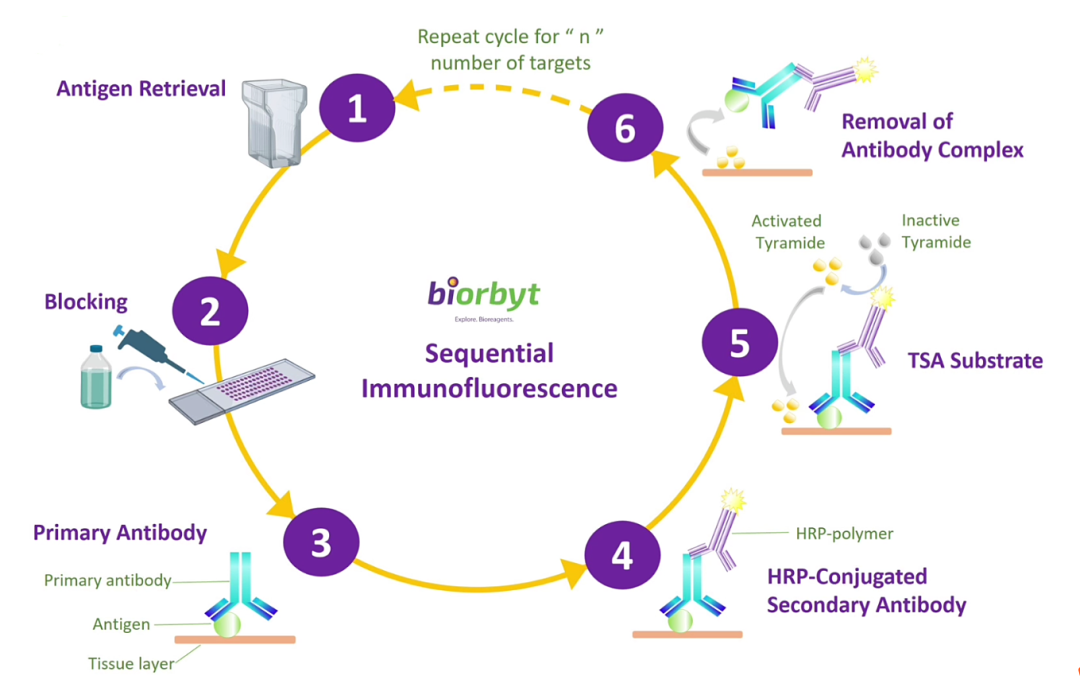 【Biorbyt实验干货】（TSA）检测技术详解与应用策略