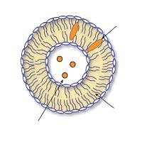 叶酸与MUC-1适配体双修饰树枝状聚合物-脂质杂化纳米粒递送姜黄素用于乳腺癌靶向治疗