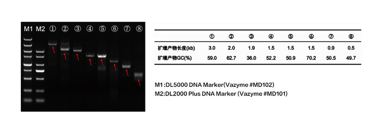HiScript-TS 5'/3' RACE Kit (5’