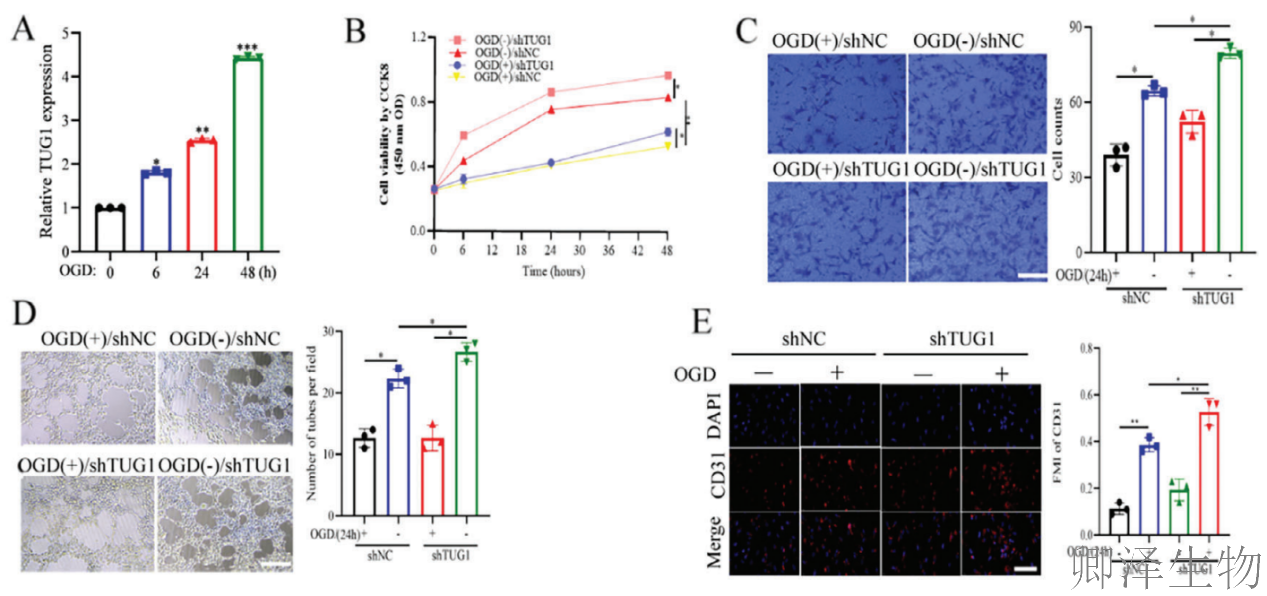 【分子间博弈】 | Polysome技术协助破解脑卒中血管新生调控新机制！
