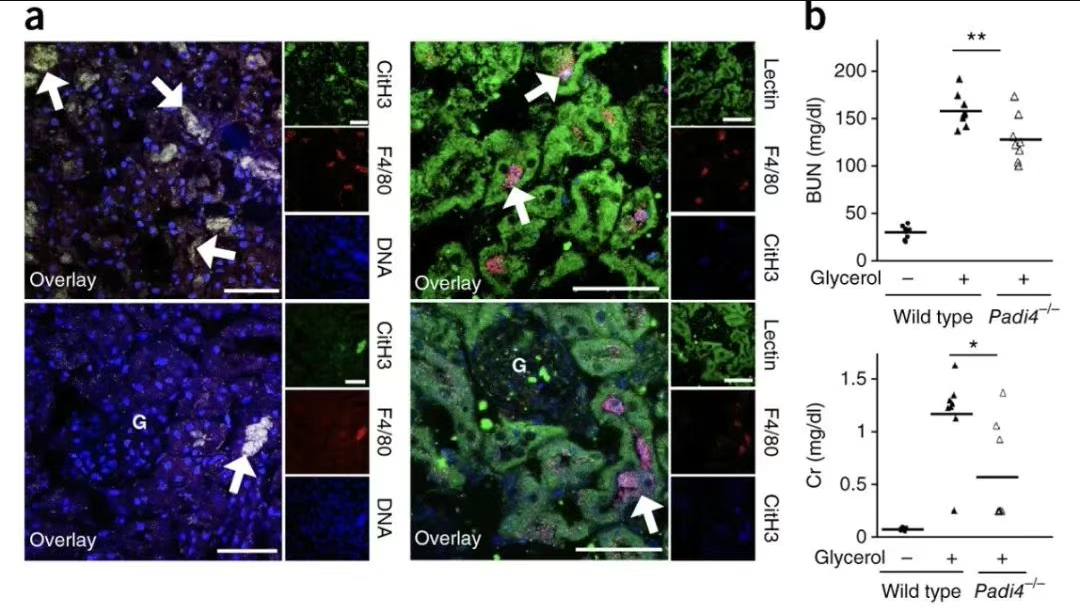 免疫组化与免疫荧光染色.png 免疫组化与免疫荧光染色.png