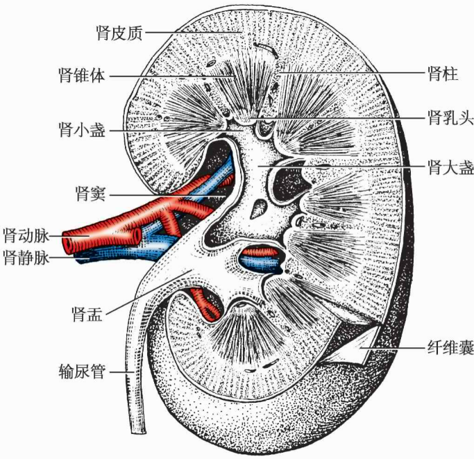 肾近端小管功能的核心执行者——Megalin蛋白