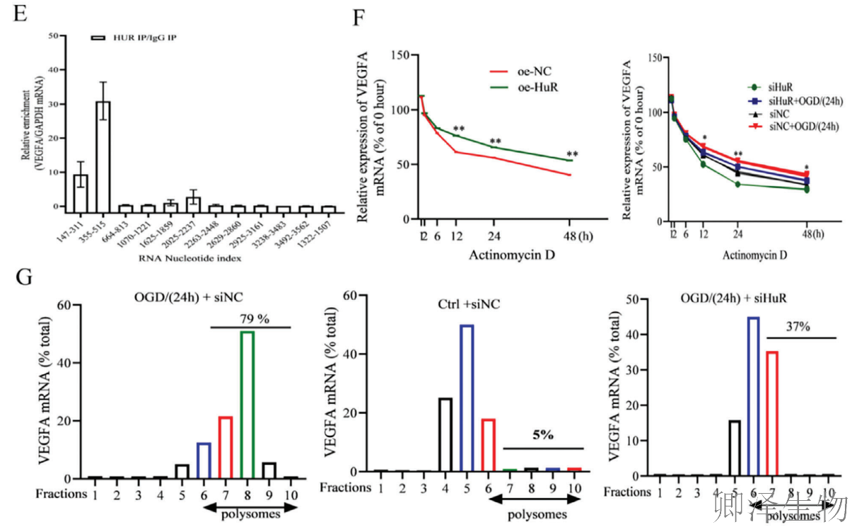 【分子间博弈】 | Polysome技术协助破解脑卒中血管新生调控新机制！