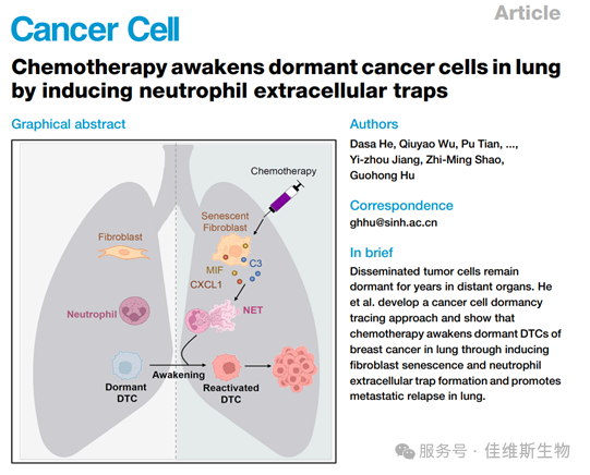 客户发表文章【Cancer Cell】丨胡国宏团队首次揭示化疗通过诱导中性粒细胞间接激活休眠肺癌细胞