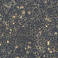 浙江美森-小鼠肝癌细胞Hepa-1c1c7