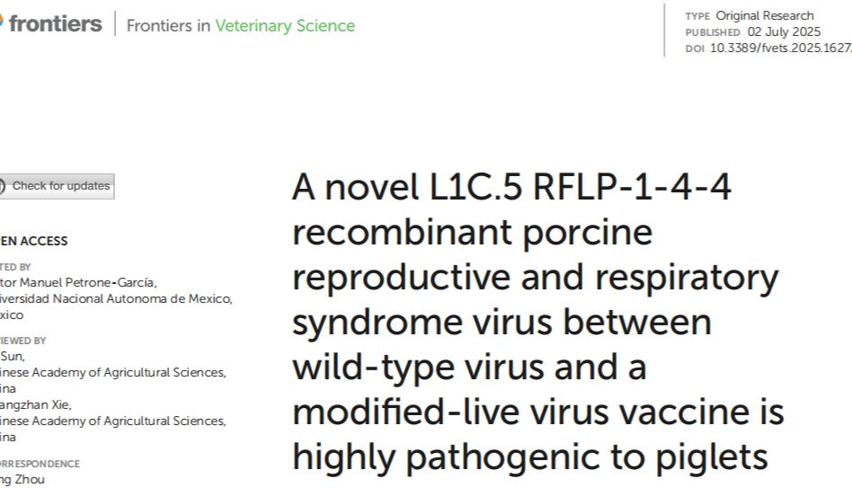 四川团队发现新型重组PRRSV高致病毒株：疫苗与野毒重组引发仔猪全军覆没！
