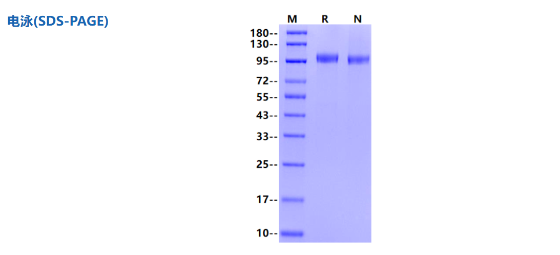 15.3亿美元! 中国ADC出海‘王炸’登场，CDH17凭什么值这个价？