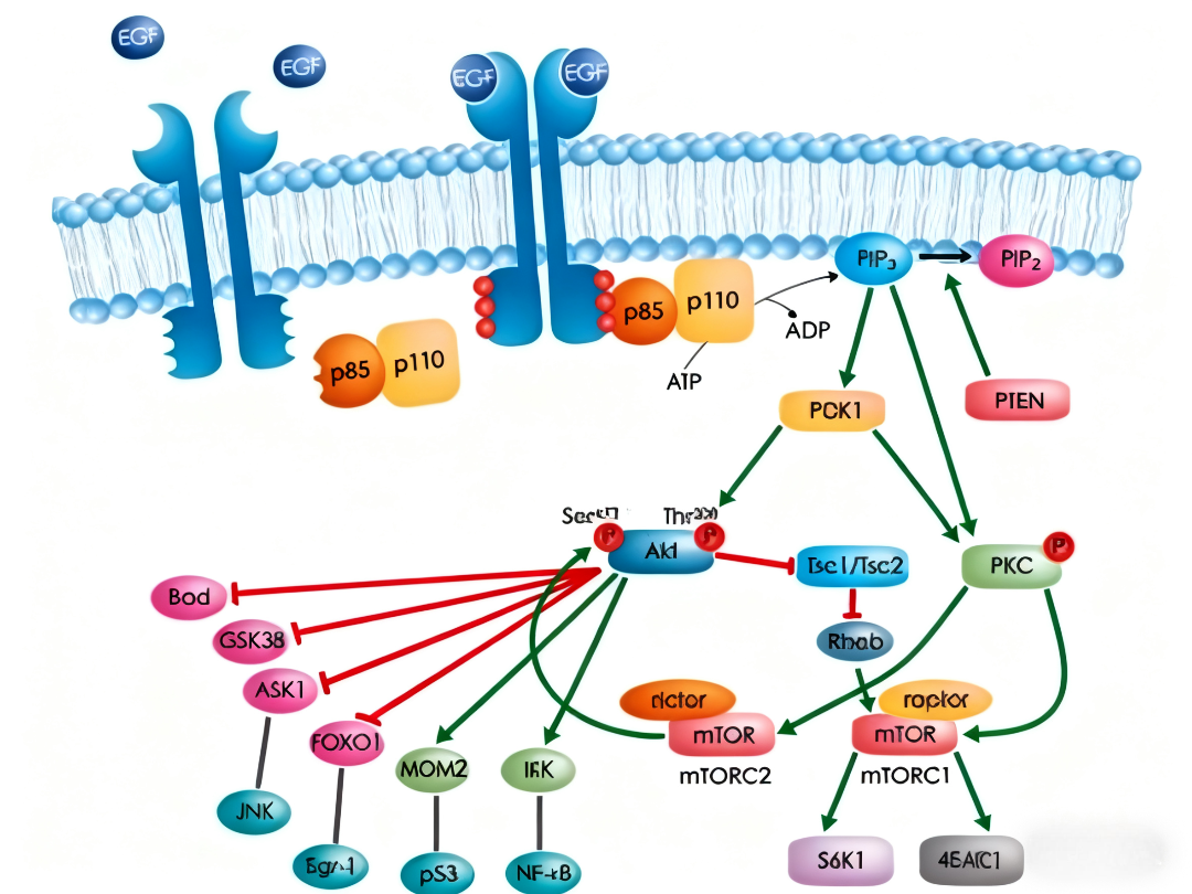 PI3K-AKT-mTOR信号通路的分子机制与功能解析