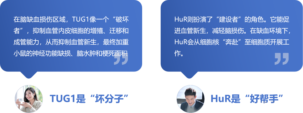 【分子间博弈】 | Polysome技术协助破解脑卒中血管新生调控新机制！