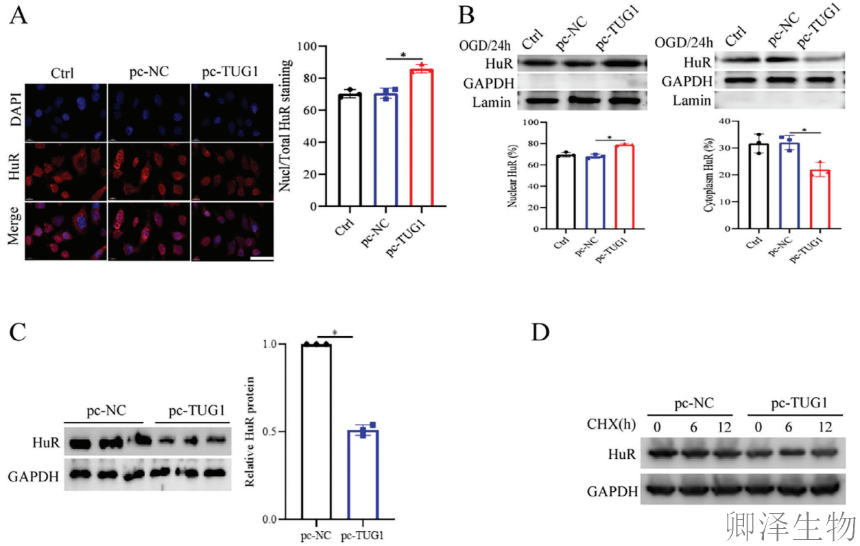 【分子间博弈】 | Polysome技术协助破解脑卒中血管新生调控新机制！