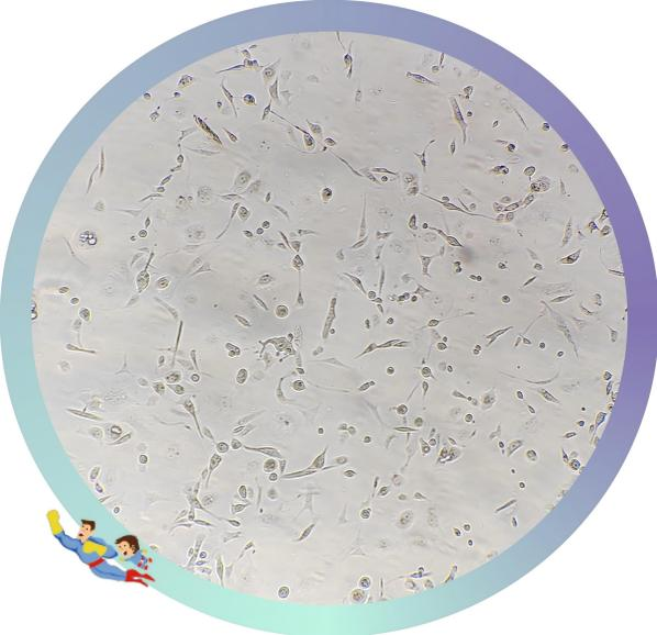 肾近端小管功能的核心执行者——Megalin蛋白