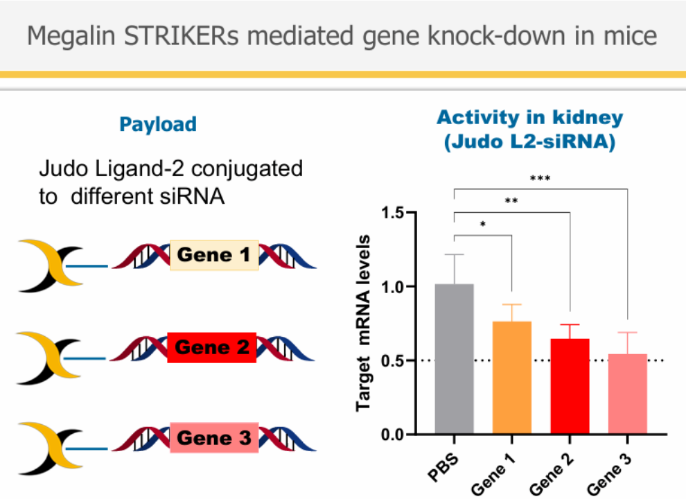 肾近端小管功能的核心执行者——Megalin蛋白