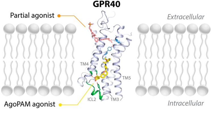 脂肪酸感受器GPR40：从“降糖希望”到“代谢新靶点”的再崛起