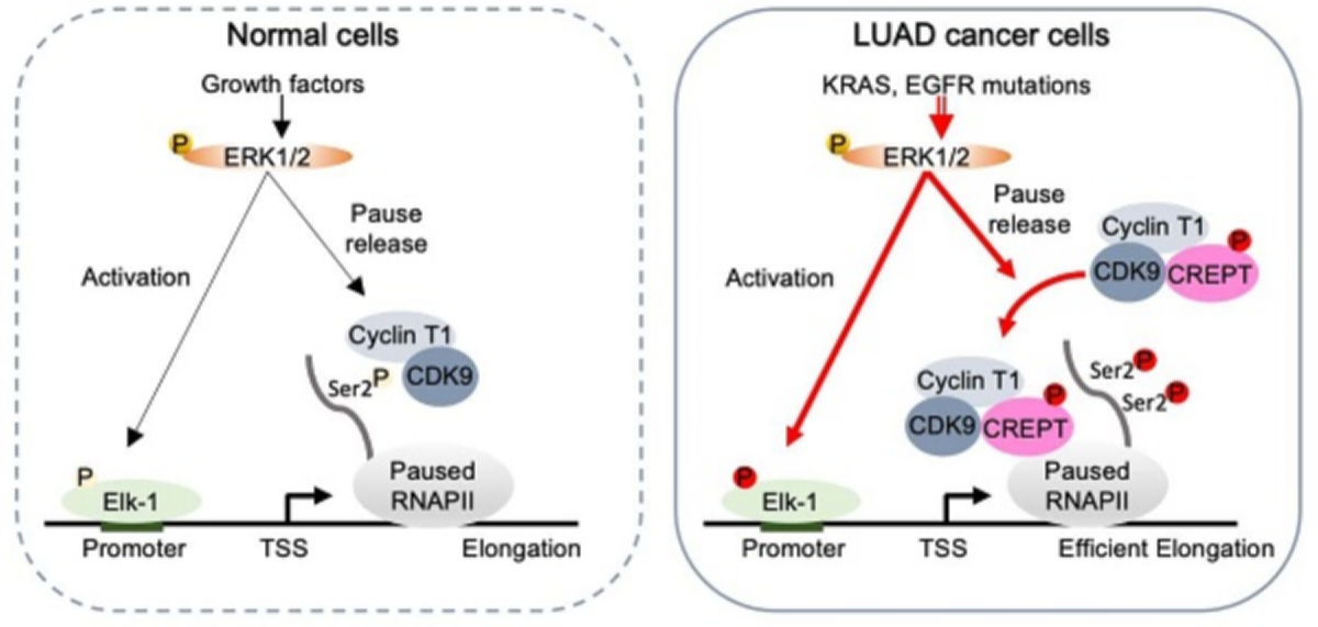 BMG LABTECH多功能酶标仪文献分享,清华研究团队发表在Theranostics 上名为CREPT promotes LUAD progression by enhancing the CDK9 and RNAPII assembly to promote ERK-driven gene transcription报告