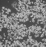 AML12小鼠肝实质细胞