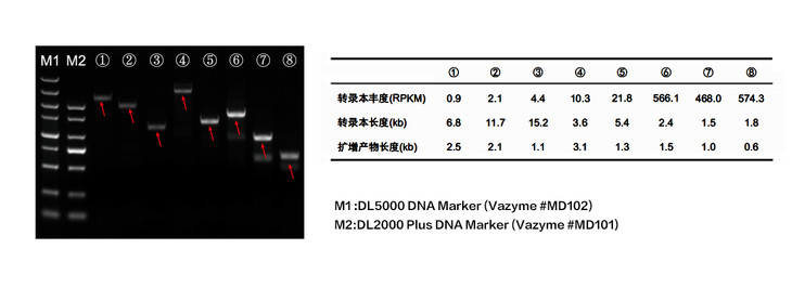 HiScript-TS 5'/3' RACE Kit (5’