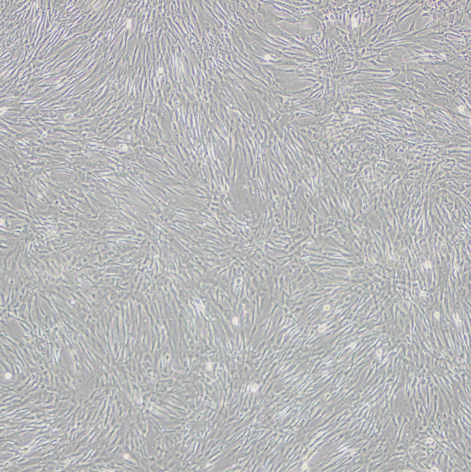 人源胎盘间充质干细胞/原代细胞