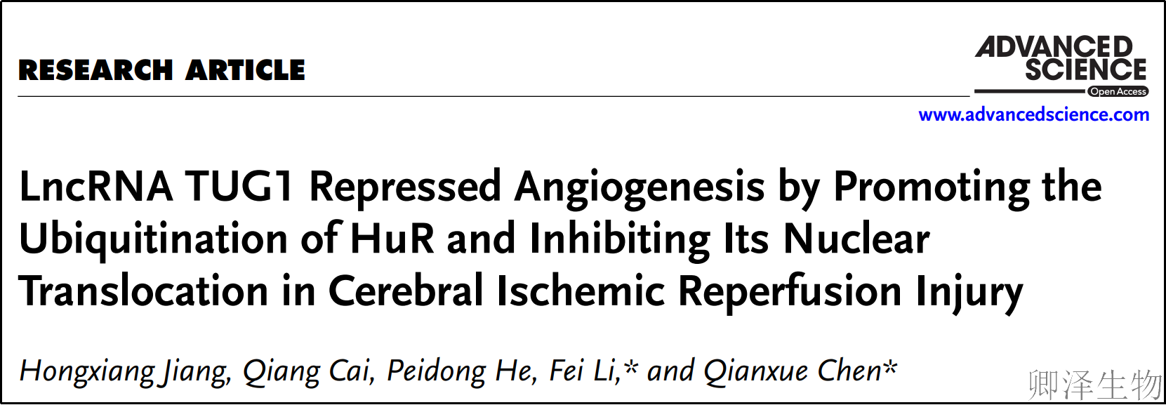 【分子间博弈】 | Polysome技术协助破解脑卒中血管新生调控新机制！