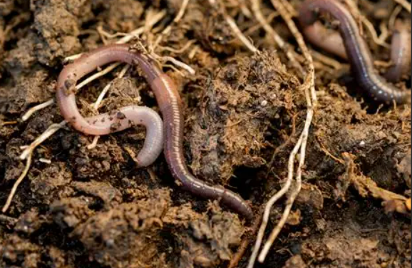 国内首家!IPHASE 蚯蚓微粒体助力土壤毒素迁移代谢转化研究